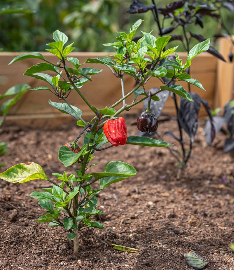 DIY Raised Garden Bed