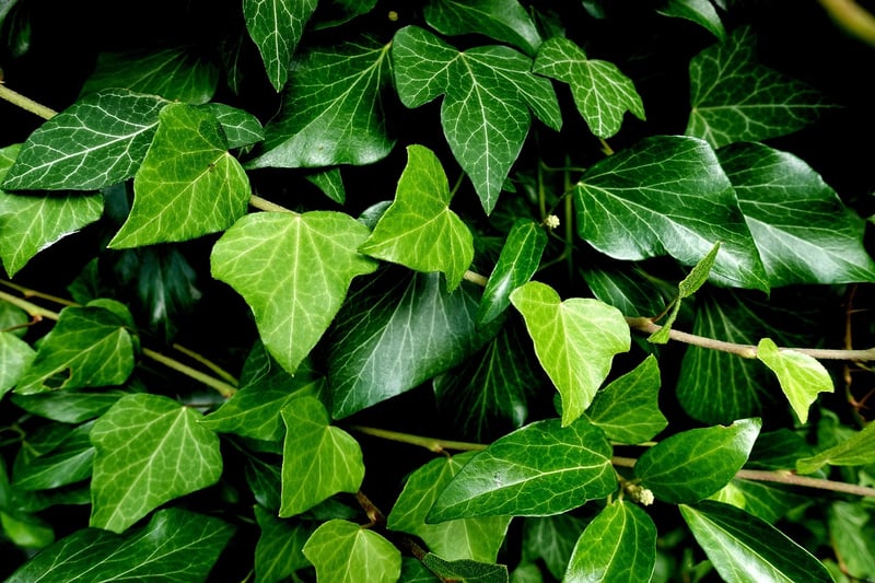 Pothos